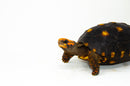 Brazilian Cherryhead Red Foot Tortoise Adult Female 2 -