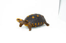 Brazilian Cherryhead Red Foot Tortoise Adult Female 2 -
