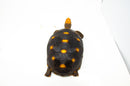 Brazilian Cherryhead Red Foot Tortoise Adult Female 2 -