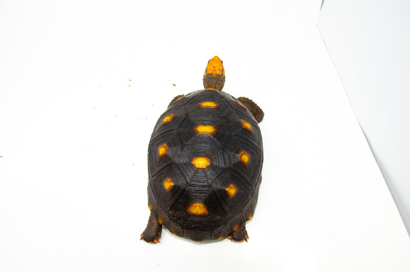 Brazilian Cherryhead Red Foot Tortoise Adult Female 2 -