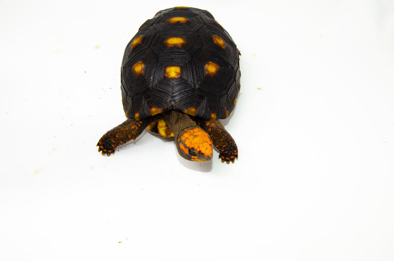 Brazilian Cherryhead Red Foot Tortoise Adult Female 2 -