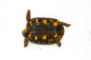 Brazilian Cherryhead Red Foot Tortoise Adult Female 2 -