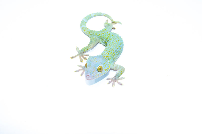 Powder Blue Tokay Gecko Female -