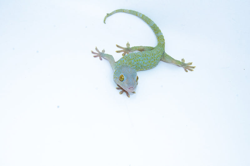 Powder Blue Tokay Gecko Female -