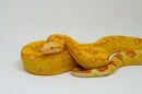 Super Coral Albino Red Tail Boa Constrictor Male -