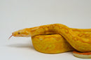 Super Coral Albino Red Tail Boa Constrictor Male -