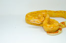 Super Coral Albino Red Tail Boa Constrictor Male -