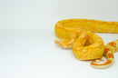 Super Coral Albino Red Tail Boa Constrictor Male -