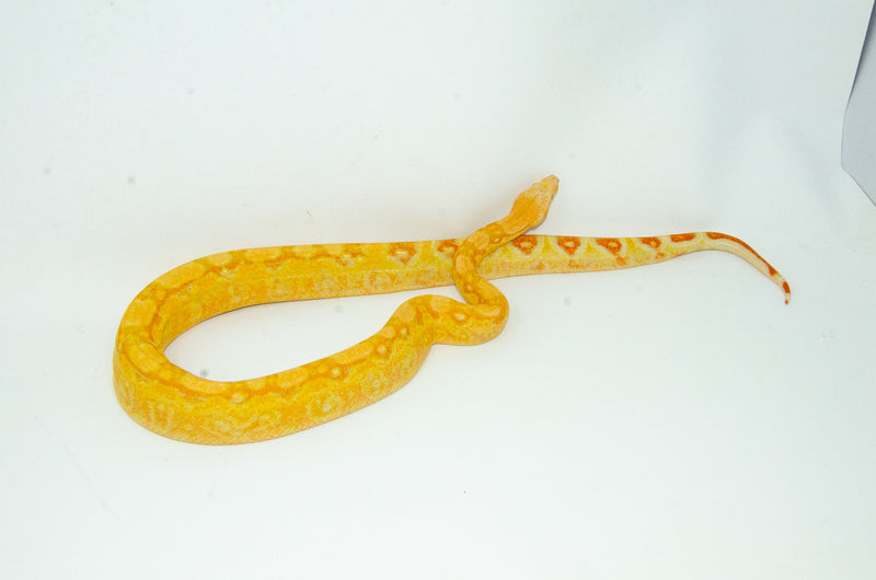 Super Coral Albino Red Tail Boa Constrictor Male -