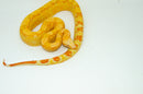 Super Coral Albino Red Tail Boa Constrictor Male -