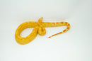 Super Coral Albino Red Tail Boa Constrictor Male -
