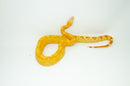 Super Coral Albino Red Tail Boa Constrictor Male -
