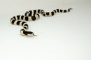 California Kingsnake Adult Male (Lampropeltis getula californiae) -