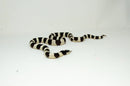 California Kingsnake Adult Male (Lampropeltis getula californiae) -