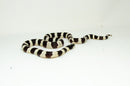 California Kingsnake Adult Male (Lampropeltis getula californiae) -