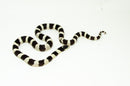California Kingsnake Adult Male (Lampropeltis getula californiae) -