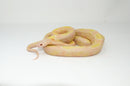 Albino Blotched Kingsnake Adult Male (Lampropeltis getula goini) -