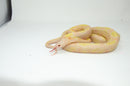 Albino Blotched Kingsnake Adult Male (Lampropeltis getula goini) -