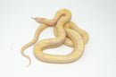Albino Blotched Kingsnake Adult Male (Lampropeltis getula goini) -