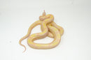 Albino Blotched Kingsnake Adult Male (Lampropeltis getula goini) -