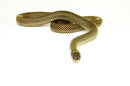 Blotched Kingsnake Patternless Adult Male (Lampropeltis getula goini) -