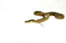 Blotched Kingsnake Patternless Adult Female (Lampropeltis getula goini) -