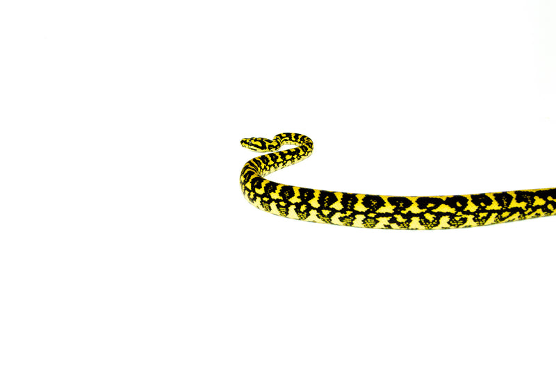 Jungle Carpet Python Yearling Female 1 (Morelia spilota cheynei) -