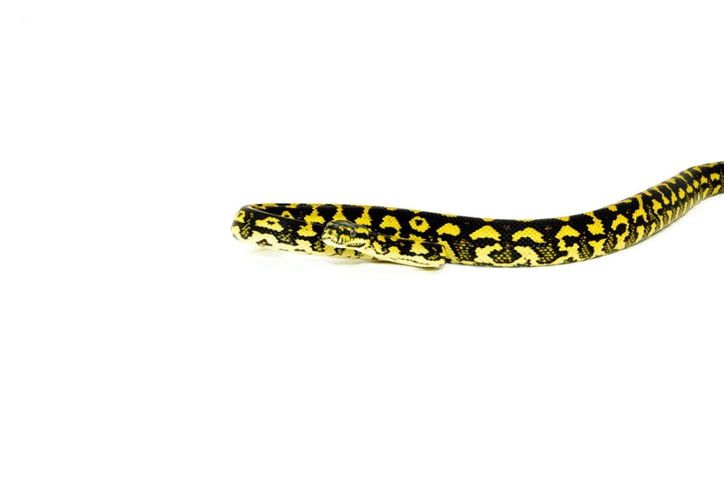 Jungle Carpet Python Yearling Female 2 (Morelia spilota cheynei) -
