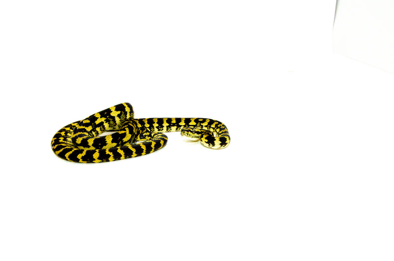 Jungle Carpet Python Yearling Female 3 (Morelia spilota cheynei) -