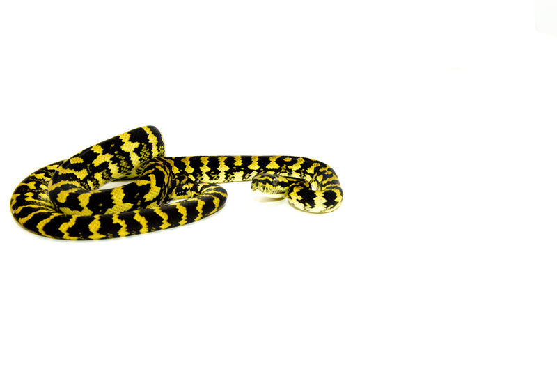 Jungle Carpet Python Yearling Female 3 (Morelia spilota cheynei) -
