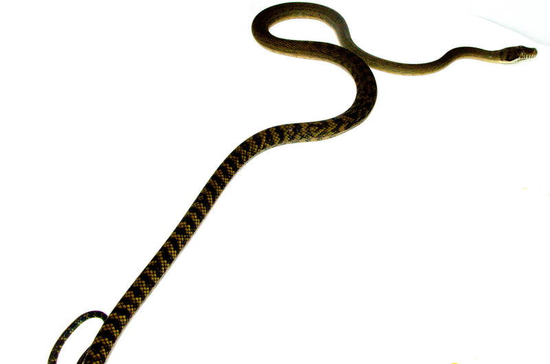 Barneck Scrub Python Male 1 (Simalia amethistina) -