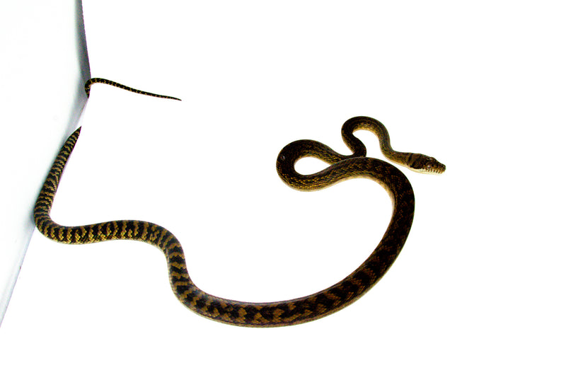 Barneck Scrub Python Female 1 (Simalia amethistina) -