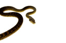 Barneck Scrub Python Female 1 (Simalia amethistina) -