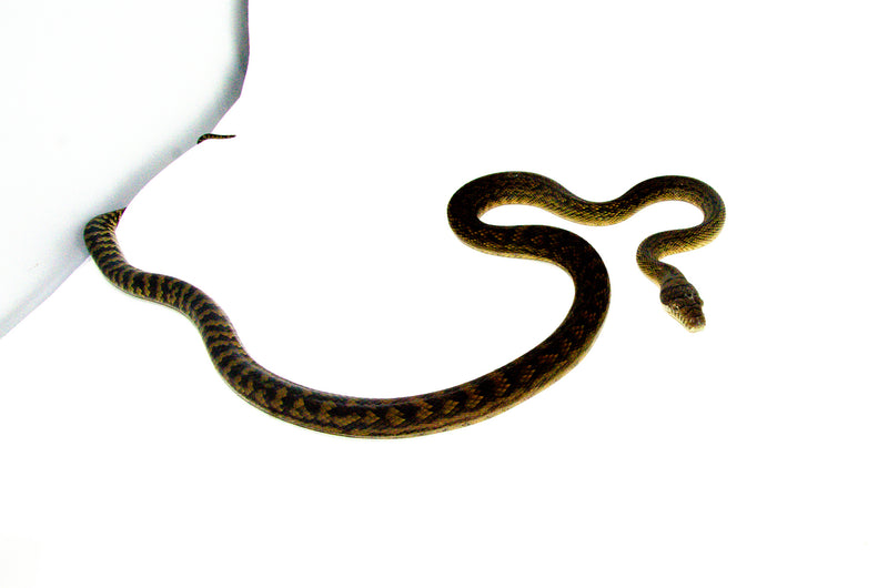 Barneck Scrub Python Female 1 (Simalia amethistina) -