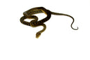 Barneck Scrub Python Female 2 (Simalia amethistina) -