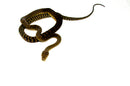 Barneck Scrub Python Female 2 (Simalia amethistina) -