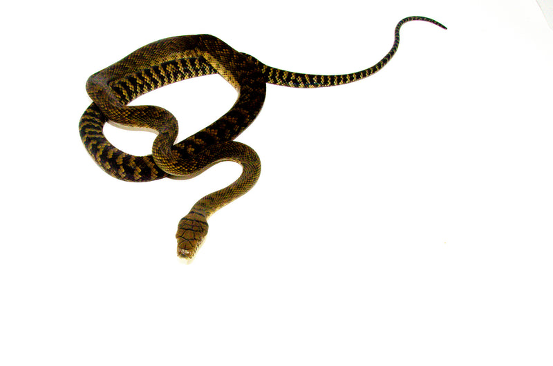 Barneck Scrub Python Female 2 (Simalia amethistina) -