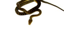 Barneck Scrub Python Female 2 (Simalia amethistina) -