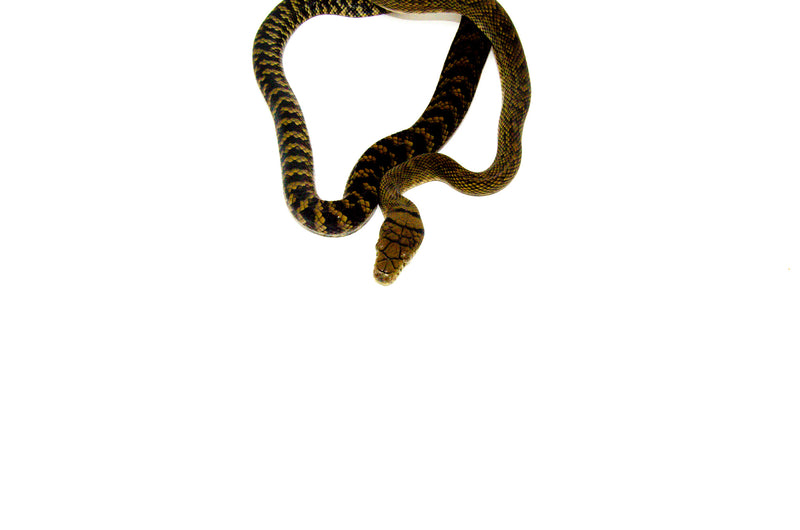 Barneck Scrub Python Female 2 (Simalia amethistina) -