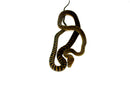 Barneck Scrub Python Female 2 (Simalia amethistina) -