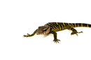 Black Roughneck Monitor Baby (Varanus rudicollis)