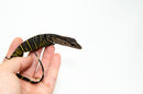 Black Roughneck Monitor Baby (Varanus rudicollis)