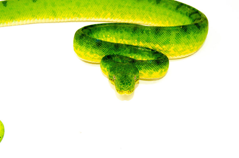 Anaconda Phase Emerald Tree Boa Adult Male (Corallus caninus) -