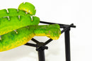 Emerald Tree Boa Sub Adult Female (Corallus caninus) -