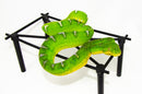 Emerald Tree Boa Sub Adult Female (Corallus caninus) -