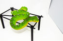 Emerald Tree Boa Sub Adult Female (Corallus caninus) -