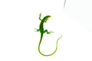 Green Tree Monitor Adult Male (Varanus prasinus) -
