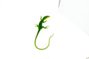 Green Tree Monitor Adult Male (Varanus prasinus) -