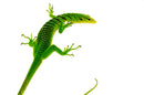 Green Tree Monitor Adult Male (Varanus prasinus) -