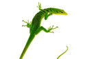 Green Tree Monitor Adult Male (Varanus prasinus) -